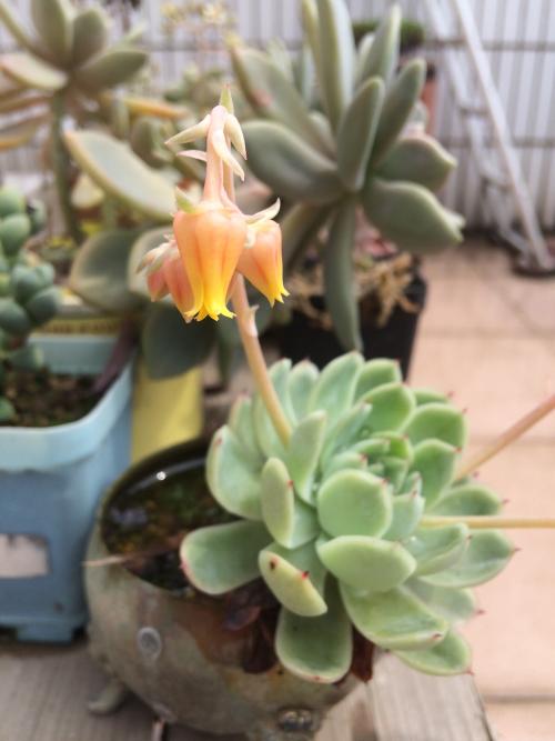 ŷ27ͬ1ʱִӢŷЭ顱